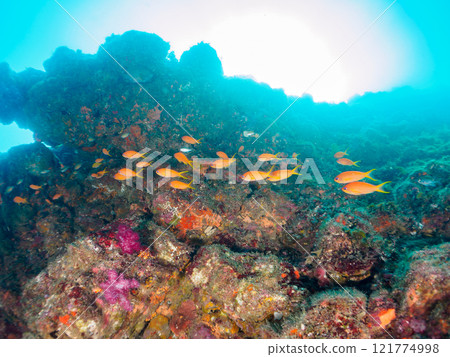 放出金鰭雀鯛、黃雀鯛、索拉斯雀鯛等魚群 加茂區南伊豆町中木埼三海水浴場 121774998