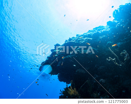 放出金鰭雀鯛、黃雀鯛、索拉斯雀鯛等魚群 加茂區南伊豆町中木埼三海水浴場 121775003