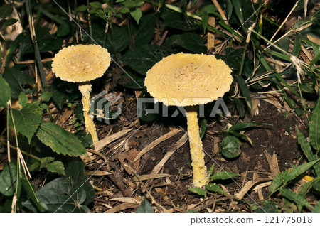 大型粉狀黃白色毒傘(暫名)的全側面照(閃光微距攝影) 大型粉狀黃白色毒傘(暫名)的全側面照(閃光微距攝影) 121775018