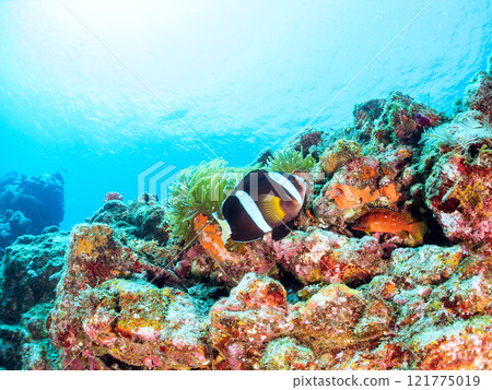 A pair of cute clownfish (subfamily Amphiprioninae) in a beautiful sea anemone field. Skin divers are also swimming. Hirizo Beach 121775019