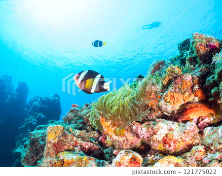 A pair of cute clownfish (subfamily Amphiprioninae) in a beautiful sea anemone field. Skin divers are also swimming. Hirizo Beach 121775022
