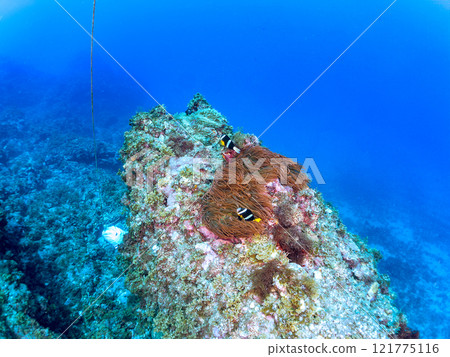 一對可愛的小丑魚（海葵魚亞科）在 Hirizo 海灘美麗的海葵田裡守護著它們的卵。中木廣三浜 2024 121775116