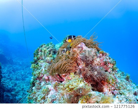 A cute pair of clownfish (subfamily Amphiprioninae) guarding their eggs in the beautiful sea anemone patch at Hirizo Beach. Nakagi Hirizo Beach 2024 121775126