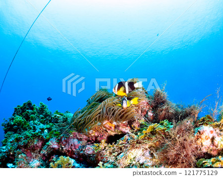 A cute pair of clownfish (subfamily Amphiprioninae) guarding their eggs in the beautiful sea anemone patch at Hirizo Beach. Nakagi Hirizo Beach 2024 121775129