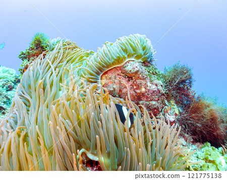 A cute pair of clownfish (subfamily Amphiprioninae) guarding their eggs in the beautiful sea anemone patch at Hirizo Beach. Nakagi Hirizo Beach 2024 A cute pair of clownfish (subfamily Amphiprioninae) guarding their eggs in the beautiful sea anemone patch at Hirizo Beach. Nakagi Hirizo Beach 2024 121775138