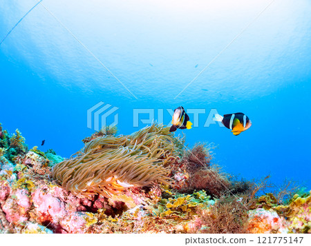 A cute pair of clownfish (subfamily Amphiprioninae) guarding their eggs in the beautiful sea anemone patch at Hirizo Beach. Nakagi Hirizo Beach 2024 121775147