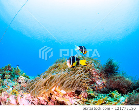一對可愛的小丑魚（海葵魚亞科）在 Hirizo 海灘美麗的海葵田裡守護著它們的卵。中木廣三浜 2024 121775150