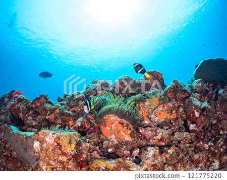 一對可愛的小丑魚(海葵魚亞科)在 Hirizo 海灘美麗的海葵田裡守護著它們的卵。中木廣三浜 2024 一對可愛的小丑魚(海葵魚亞科)在 Hirizo 海灘美麗的海葵田裡守護著它們的卵。中木廣三浜 2024 121775220