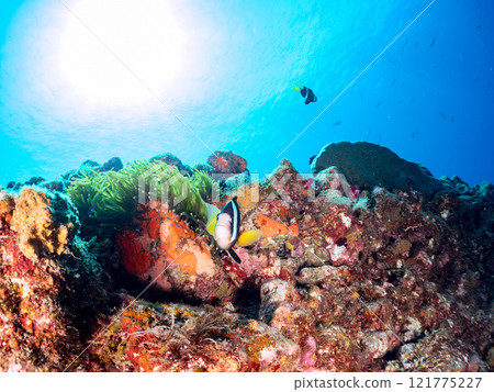 A cute pair of clownfish (subfamily Amphiprioninae) guarding their eggs in the beautiful sea anemone patch at Hirizo Beach. Nakagi Hirizo Beach 2024 121775227