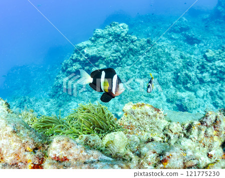A cute pair of clownfish (subfamily Amphiprioninae) guarding their eggs in the beautiful sea anemone patch at Hirizo Beach. Nakagi Hirizo Beach 2024 121775230