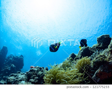 A cute pair of clownfish (subfamily Amphiprioninae) guarding their eggs in the beautiful sea anemone patch at Hirizo Beach. Nakagi Hirizo Beach 2024 121775233