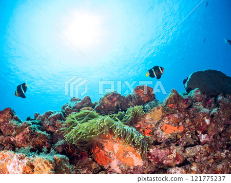 一對可愛的小丑魚（海葵魚亞科）在 Hirizo 海灘美麗的海葵田裡守護著它們的卵。中木廣三浜 2024 121775237