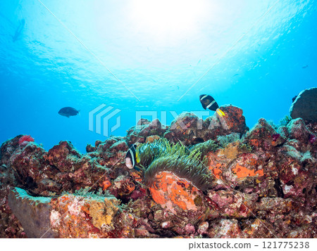A cute pair of clownfish (subfamily Amphiprioninae) guarding their eggs in the beautiful sea anemone patch at Hirizo Beach. Nakagi Hirizo Beach 2024 121775238