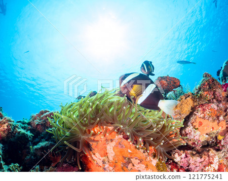 A cute pair of clownfish (subfamily Amphiprioninae) guarding their eggs in the beautiful sea anemone patch at Hirizo Beach. Nakagi Hirizo Beach 2024 121775241