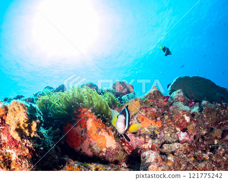 一對可愛的小丑魚(海葵魚亞科)在 Hirizo 海灘美麗的海葵田裡守護著它們的卵。中木廣三浜 2024 一對可愛的小丑魚(海葵魚亞科)在 Hirizo 海灘美麗的海葵田裡守護著它們的卵。中木廣三浜 2024 121775242