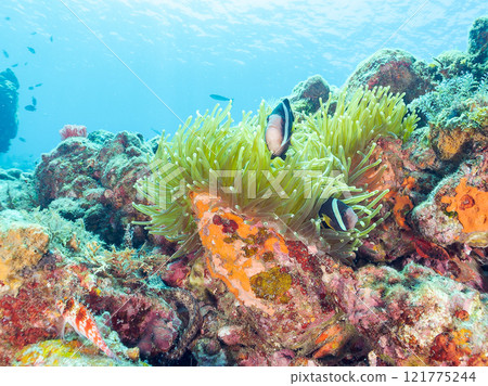 A cute pair of clownfish (subfamily Amphiprioninae) guarding their eggs in the beautiful sea anemone patch at Hirizo Beach. Nakagi Hirizo Beach 2024 A cute pair of clownfish (subfamily Amphiprioninae) guarding their eggs in the beautiful sea anemone patch at Hirizo Beach. Nakagi Hirizo Beach 2024 121775244
