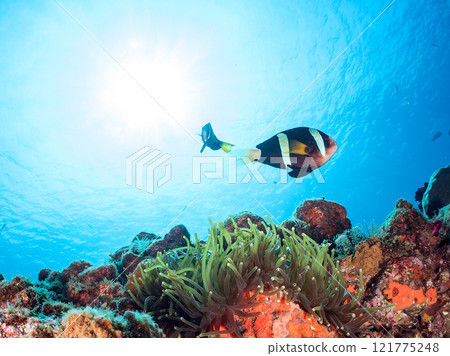一對可愛的小丑魚(海葵魚亞科)在 Hirizo 海灘美麗的海葵田裡守護著它們的卵。中木廣三浜 2024 一對可愛的小丑魚(海葵魚亞科)在 Hirizo 海灘美麗的海葵田裡守護著它們的卵。中木廣三浜 2024 121775248