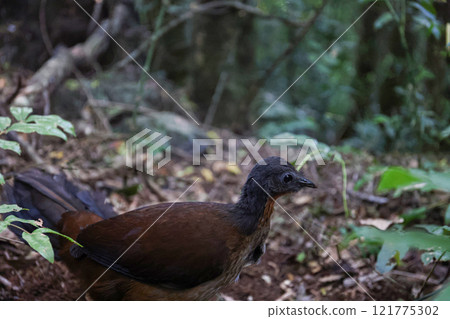 Albert's Lyrebird roams the rainforest 121775302