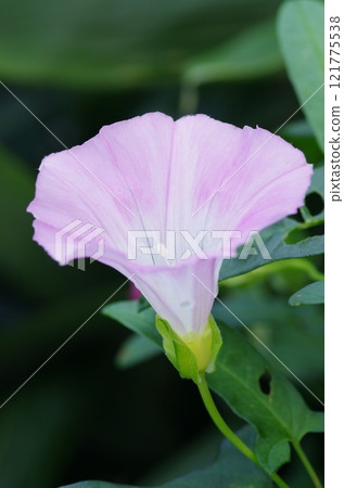 旋花植物花 旋花植物花 121775538