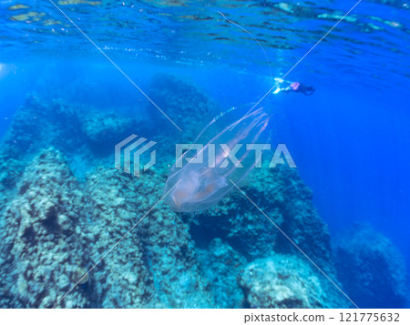 一隻神祕的犀牛水母漂浮在水面上。水面上還有浮潛者。伊豆半島加茂郡南伊豆町中木広濱 121775632