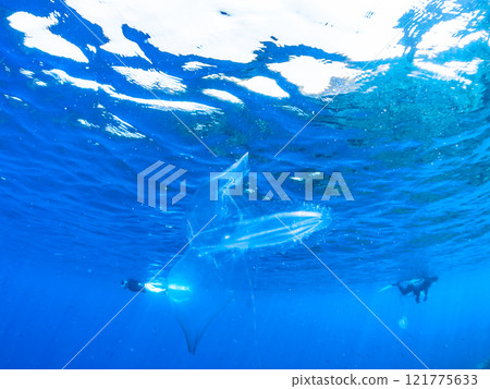 一隻神祕的犀牛水母漂浮在水面上。水面上還有浮潛者。伊豆半島加茂郡南伊豆町中木広濱 121775633