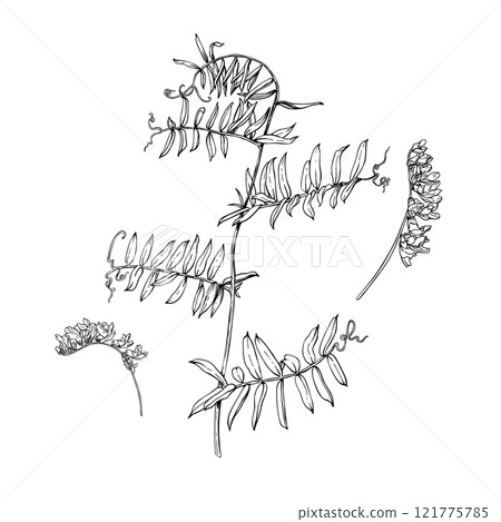 Branch of flowering plant vetch and blooms. Hand drawn vector illustration isolated on white background. Sketch in line art style painted by black inks. For clip art banner cards invitation package 121775785