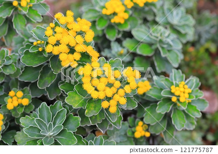 磯菊花 121775787