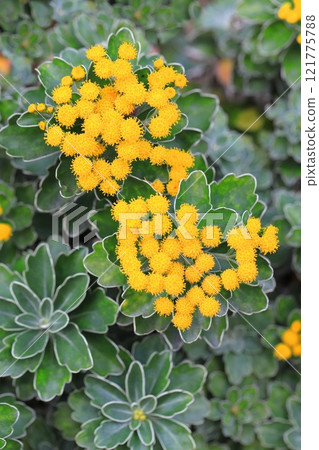 Isogiku flower 121775788