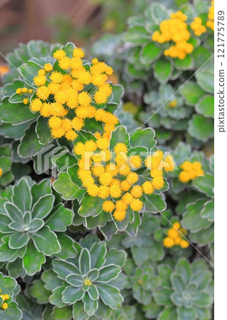 Isogiku flower Isogiku flower 121775789