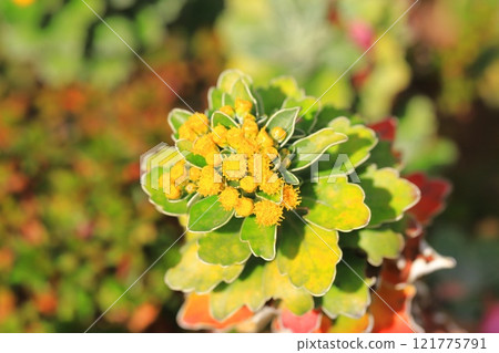 Isogiku flower 121775791