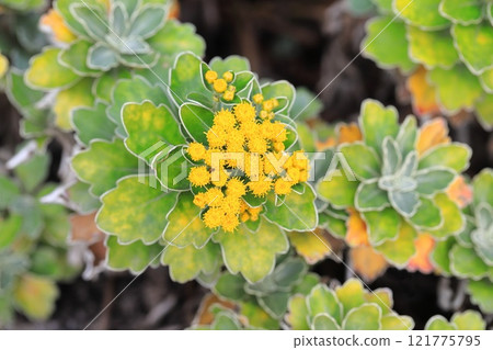 Isogiku flower Isogiku flower 121775795