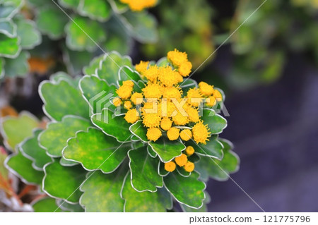 磯菊花 磯菊花 121775796