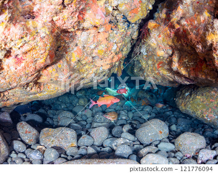 Beautiful Japanese sea bass, southern spotted grouper, red spotted grouper, butterflyfish, and others in the underwater cave. Nakagi Hirizo Beach 121776094