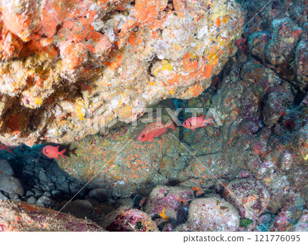 Beautiful Japanese sea bass, southern spotted grouper, red spotted grouper, butterflyfish, and others in the underwater cave. Nakagi Hirizo Beach Beautiful Japanese sea bass, southern spotted grouper, red spotted grouper, butterflyfish, and others in the underwater cave. Nakagi Hirizo Beach 121776095