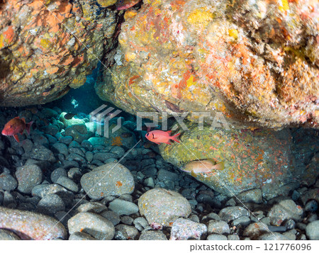 Beautiful Japanese sea bass, southern spotted grouper, red spotted grouper, butterflyfish, and others in the underwater cave. Nakagi Hirizo Beach 121776096