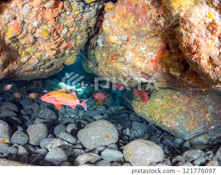 Beautiful Japanese sea bass, southern spotted grouper, red spotted grouper, butterflyfish, and others in the underwater cave. Nakagi Hirizo Beach 121776097