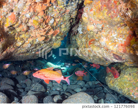 Beautiful Japanese sea bass, southern spotted grouper, red spotted grouper, butterflyfish, and others in the underwater cave. Nakagi Hirizo Beach 121776098