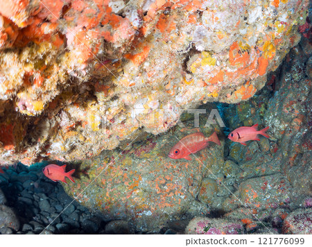 Beautiful Japanese sea bass, southern spotted grouper, red spotted grouper, butterflyfish, and others in the underwater cave. Nakagi Hirizo Beach 121776099