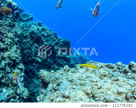 美麗的豪豬群、蝴蝶魚、豪豬等。靜岡縣伊豆半島加茂郡南伊豆町中木埼浜 美麗的豪豬群、蝴蝶魚、豪豬等。靜岡縣伊豆半島加茂郡南伊豆町中木埼浜 121776281