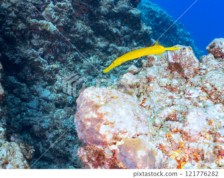 美麗的豪豬群、蝴蝶魚、豪豬等。靜岡縣伊豆半島加茂郡南伊豆町中木埼浜 美麗的豪豬群、蝴蝶魚、豪豬等。靜岡縣伊豆半島加茂郡南伊豆町中木埼浜 121776282