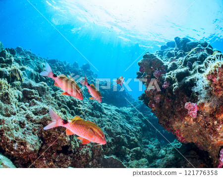 A beautiful flock of red goatfish, white goatfish (family Goatfishidae) and others. Nakagi Hirizo Beach, Minamiizu-cho, Kamo-gun, Izu Peninsula, Shizuoka Prefecture A beautiful flock of red goatfish, white goatfish (family Goatfishidae) and others. Nakagi Hirizo Beach, Minamiizu-cho, Kamo-gun, Izu Peninsula, Shizuoka Prefecture 121776358