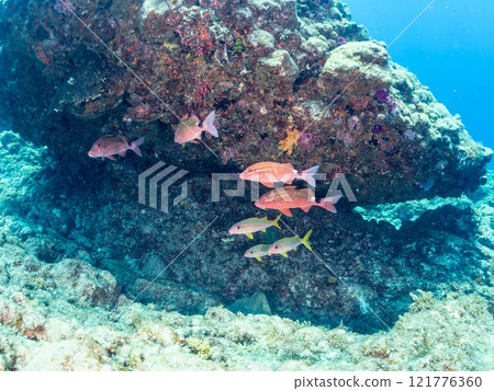 A beautiful flock of red goatfish, white goatfish (family Goatfishidae) and others. Nakagi Hirizo Beach, Minamiizu-cho, Kamo-gun, Izu Peninsula, Shizuoka Prefecture 121776360