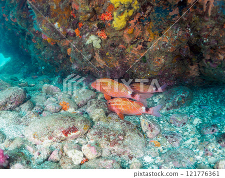 A beautiful flock of red goatfish, white goatfish (family Goatfishidae) and others. Nakagi Hirizo Beach, Minamiizu-cho, Kamo-gun, Izu Peninsula, Shizuoka Prefecture 121776361