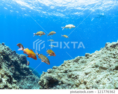 A beautiful flock of red goatfish, white goatfish (family Goatfishidae) and others. Nakagi Hirizo Beach, Minamiizu-cho, Kamo-gun, Izu Peninsula, Shizuoka Prefecture 121776362