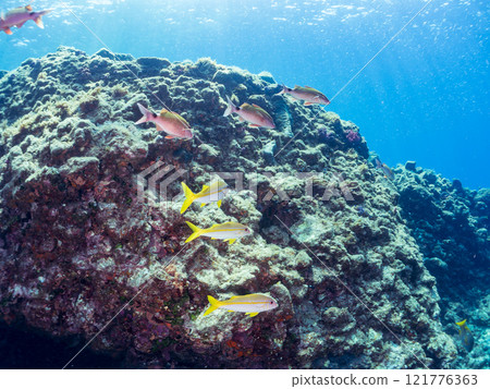 A beautiful flock of red goatfish, white goatfish (family Goatfishidae) and others. Nakagi Hirizo Beach, Minamiizu-cho, Kamo-gun, Izu Peninsula, Shizuoka Prefecture A beautiful flock of red goatfish, white goatfish (family Goatfishidae) and others. Nakagi Hirizo Beach, Minamiizu-cho, Kamo-gun, Izu Peninsula, Shizuoka Prefecture 121776363