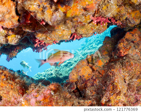 A beautiful flock of red goatfish, white goatfish (family Goatfishidae) and others. Nakagi Hirizo Beach, Minamiizu-cho, Kamo-gun, Izu Peninsula, Shizuoka Prefecture 121776369
