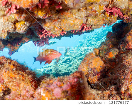 A beautiful flock of red goatfish, white goatfish (family Goatfishidae) and others. Nakagi Hirizo Beach, Minamiizu-cho, Kamo-gun, Izu Peninsula, Shizuoka Prefecture 121776377
