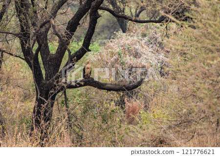 Lappet-faced vulture in Lake Manyara National Park, Tanzania Lappet-faced vulture in Lake Manyara National Park, Tanzania 121776621