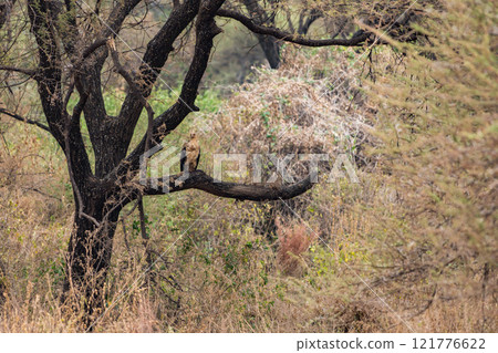 Lappet-faced vulture in Lake Manyara National Park, Tanzania 121776622
