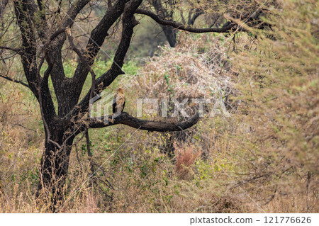 Lappet-faced vulture in Lake Manyara National Park, Tanzania Lappet-faced vulture in Lake Manyara National Park, Tanzania 121776626